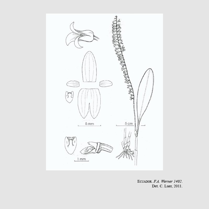 Crocodeilanthe juxta